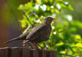 blackbird perched on the fence
