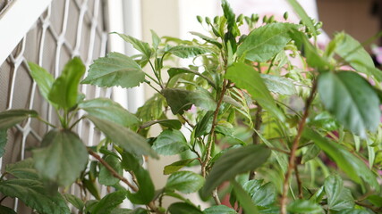 Obraz premium plant in the balcony