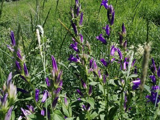 Tall purple wildflowers