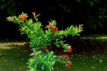 Melograno in fiore illuminata dal sole