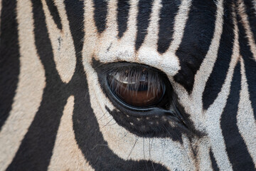 Zebra close-up with detailed eye in Rietvlei Nature reserve South Africa
