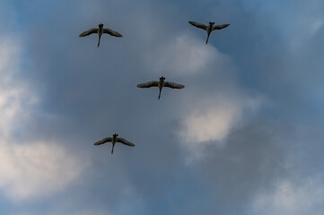 wild swans flying in formation