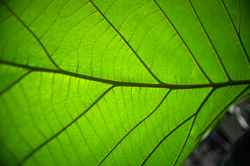 Green teak leaves in the sun close up