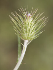 Galactites tomentosa the purple milk thistle shrubby prickly plant with purple and white starry looking flowers on unfocused green background