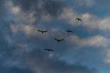wild swans flying in formation