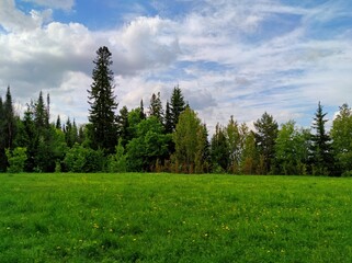 Fototapeta na wymiar meadow with lush green grass near the forest against a beautiful blue sky with wonderful clouds