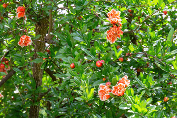 Fiori di melograno