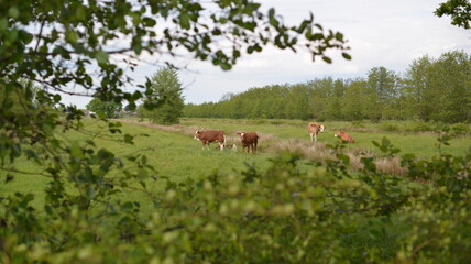 Fersenwerg_049