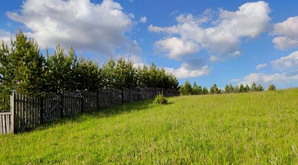 Fototapeta na wymiar young pine trees fenced by a wooden fence on a hillside among green grass against a blue sky with clouds