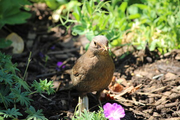 Female blackbird collecting food for her nesting young.