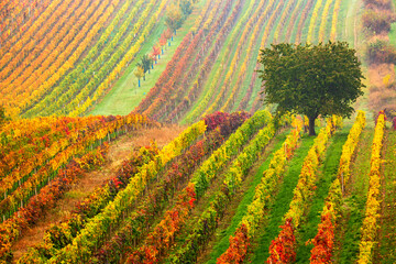Colorful rows of vineyards in autumn. Green lonely tree in fog among vineyards. Autumn scenic...
