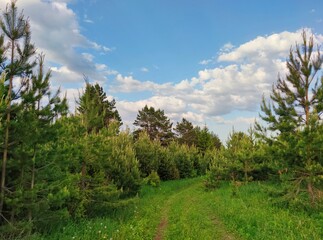 Fototapeta na wymiar country road among green young pines against a blue sky with amazing beautiful clouds