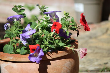 Colourful pansies in a terracotta pot in an English garden.