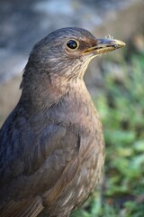 Very tame female blackbird in an English garden. 