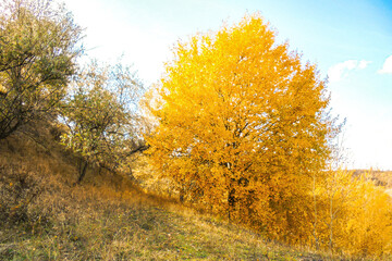 Fototapeta premium wild pear on a hill with golden yellow foliage against a blue sky in autumn 