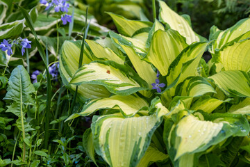 Obraz premium City garden