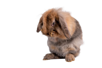Rabbit, brown fur is standing with 2 hind legs and is licking its own foot, On white background 