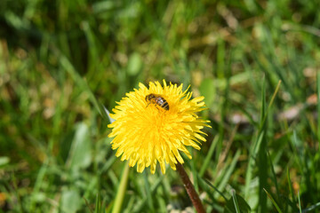 Bee on yellow dandelion flower in green grass