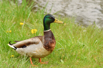 The male of a wild duck on green grass