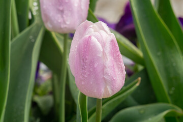 Beautiful pink tulips after the spring rain