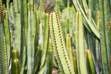 Close up of succulent green cactus at botanical garden