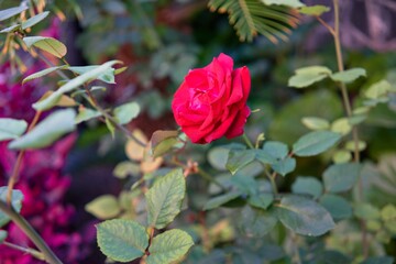 Close up of beautiful flowering red roses at botanical garden