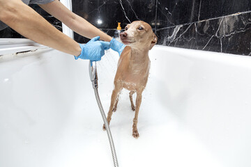 Bath in the home bathtub of an Italian greyhound dog during the covid-19 quarantine. Coronavirus