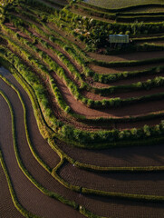 Jatiluwih rice terraces at sunrise in Bali, Indonesia