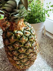pineapple on the vine © AMTM
