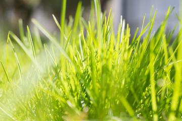green grass close-up on a sunny day