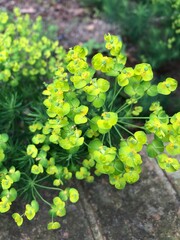 green leaves in the garden