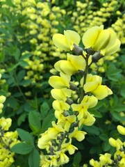 yellow flowers in the garden