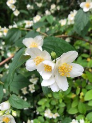apple tree flowers
