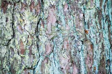 tree bark background with light turquoise color . texture of tree bark