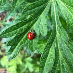 ladybug on leaf