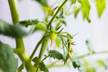 Yellow flowers growing on tomato plant, closeup view. Agrobusiness and farming concept. Agricultural business, agriculture industry. Production of organic products