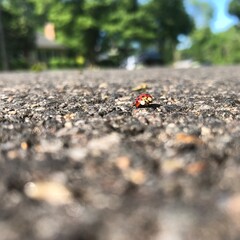 ladybird on the ground