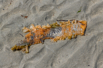 Beautiful textured seaweed lying on the fine sand on the beach at Marazion, Cornwall