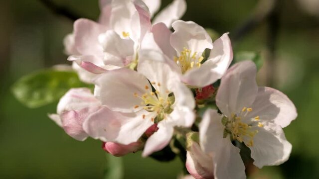 Delicate white and pink flowers of the apple tree in the wind in the rays of the warm sun.