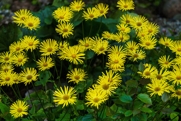 A bush of yellow daisies on a flowerbed in the garden.