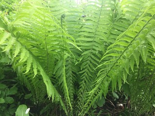 juicy green fern leaves ordinary. side view, mobile photo.