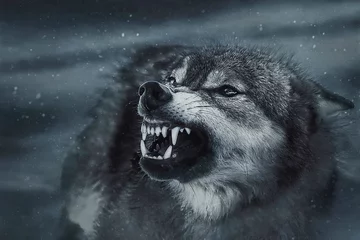 Poster Wolf grin © Eva