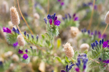 Selective focus. Colorful Mediterranean flowers in spring