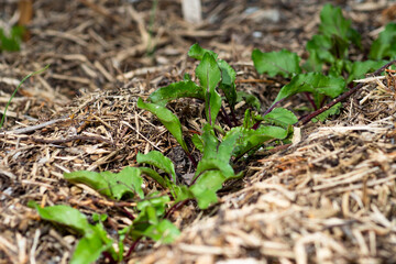 Beetroots in a row