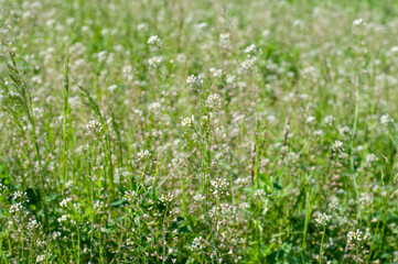 flowering shepherd´s burse with white flowers in a field