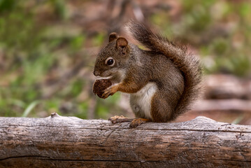 squirrel eating nut, canada
