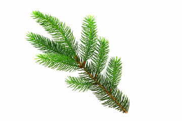A branch of young needles, Christmas trees isolated on a white background