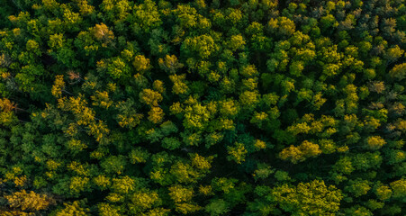 aerial view of a forest