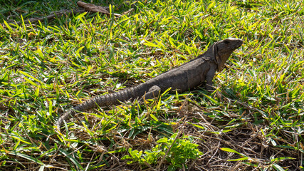 Cute tropical lizard under the bright sunlight relaxing in the grass of the ancient Mayan city of Tulum in Quintana Roo, Mexico.