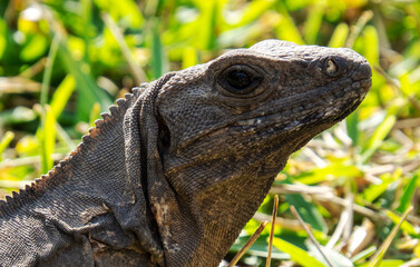 Brown tropical lizard face with grass in the background from the ancient Mayan city of Tulum in Quintana Roo, Mexico.